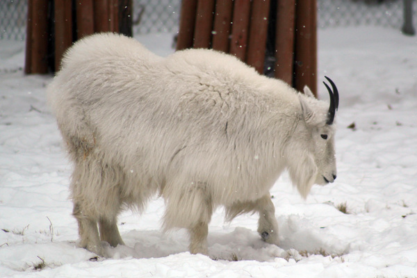 Rocky Mountain Goats